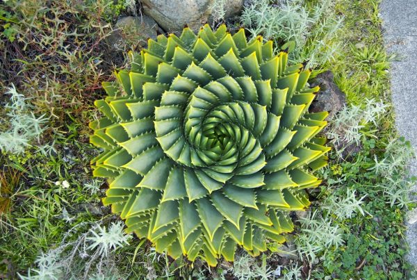 planta espiral